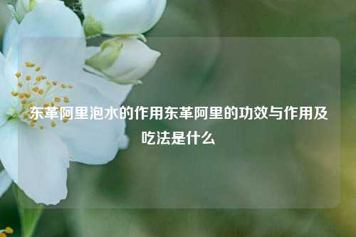 东革阿里泡水的作用东革阿里的功效与作用及吃法是什么,东革阿里泡水的作用东革阿里的功效与作用及吃法是什么,第1张